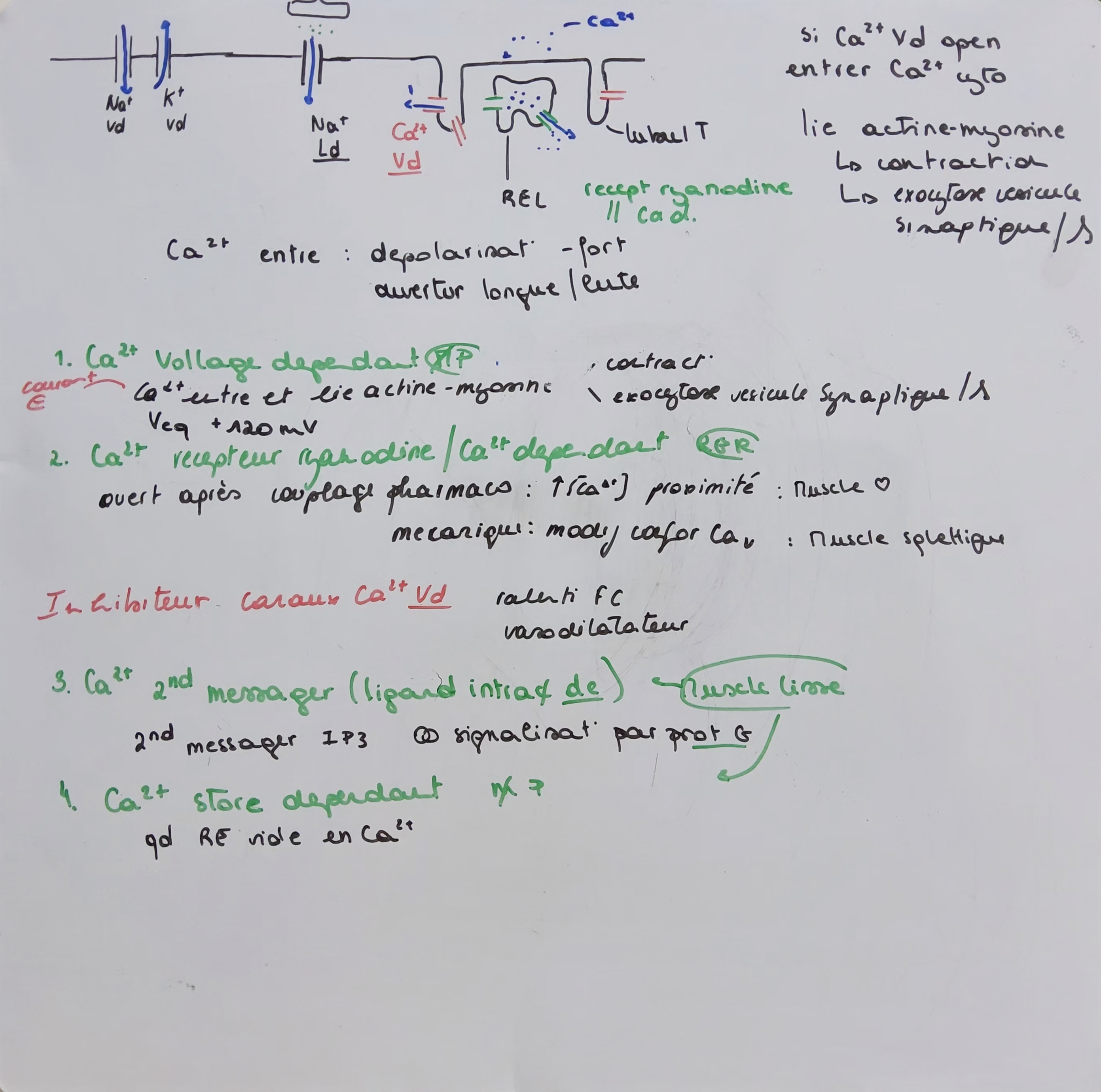 <p>contraction</p><p class="has-focus">4≠</p><ul><li><p class="has-focus">voltage dépendant</p></li><li><p class="has-focus">recept ryanodine</p></li><li><p class="has-focus">ligand dépendant</p></li><li><p class="has-focus">store dependant</p></li></ul><p></p>