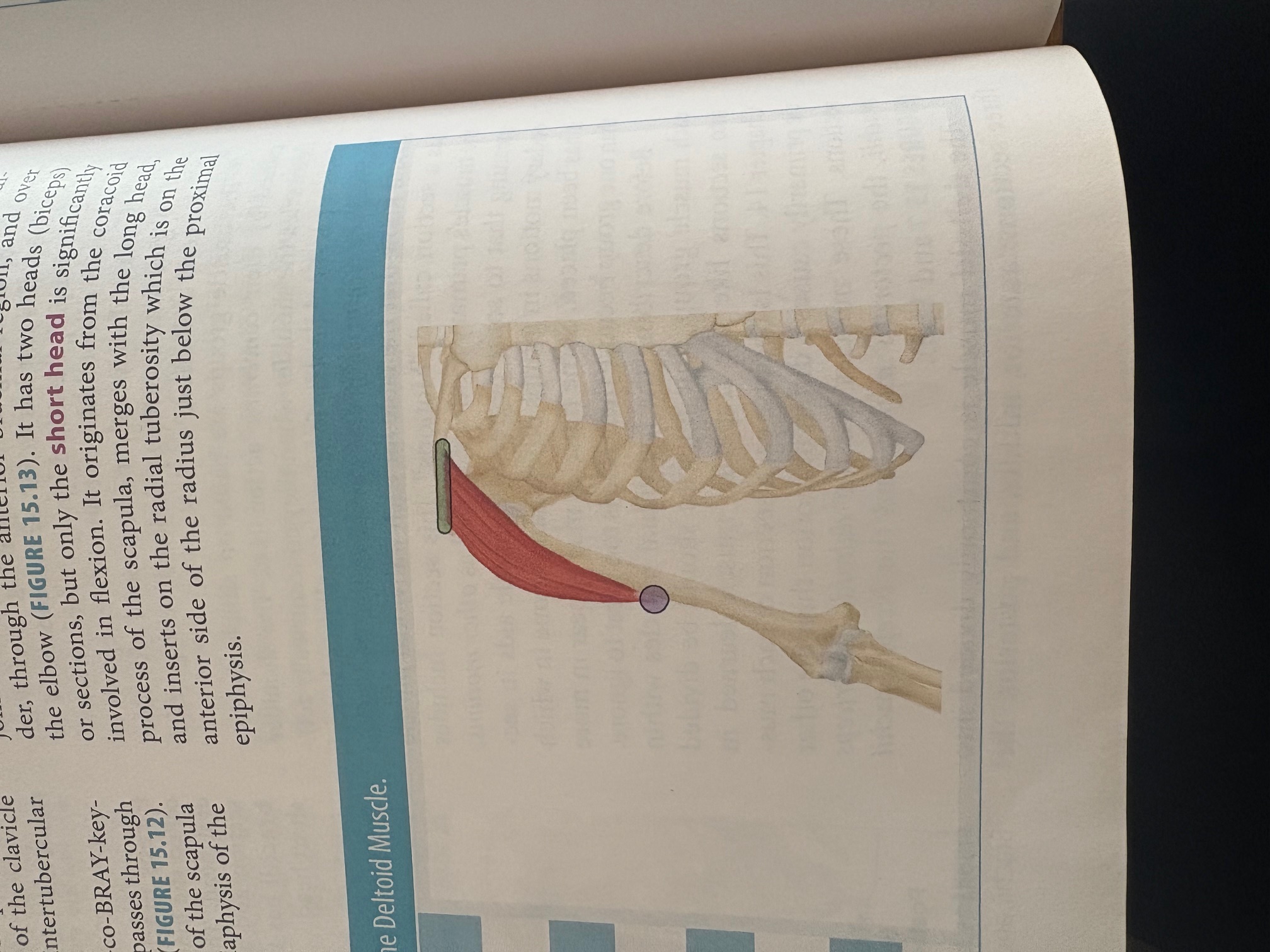 <p>Anterior Deltoid </p>