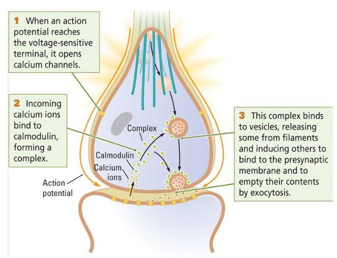 <ol><li><p>When an action potential reaches the voltage-sensitive terminal, it opens calcium channels.</p></li><li><p>Incoming calcium ions bind to calmodulin, forming a complex.</p></li><li><p>This complex binds to vesicles, releasing from filaments and inducing others to bind to the presynaptic membrane and to empty their contents by exocytosis. </p></li></ol><p></p>