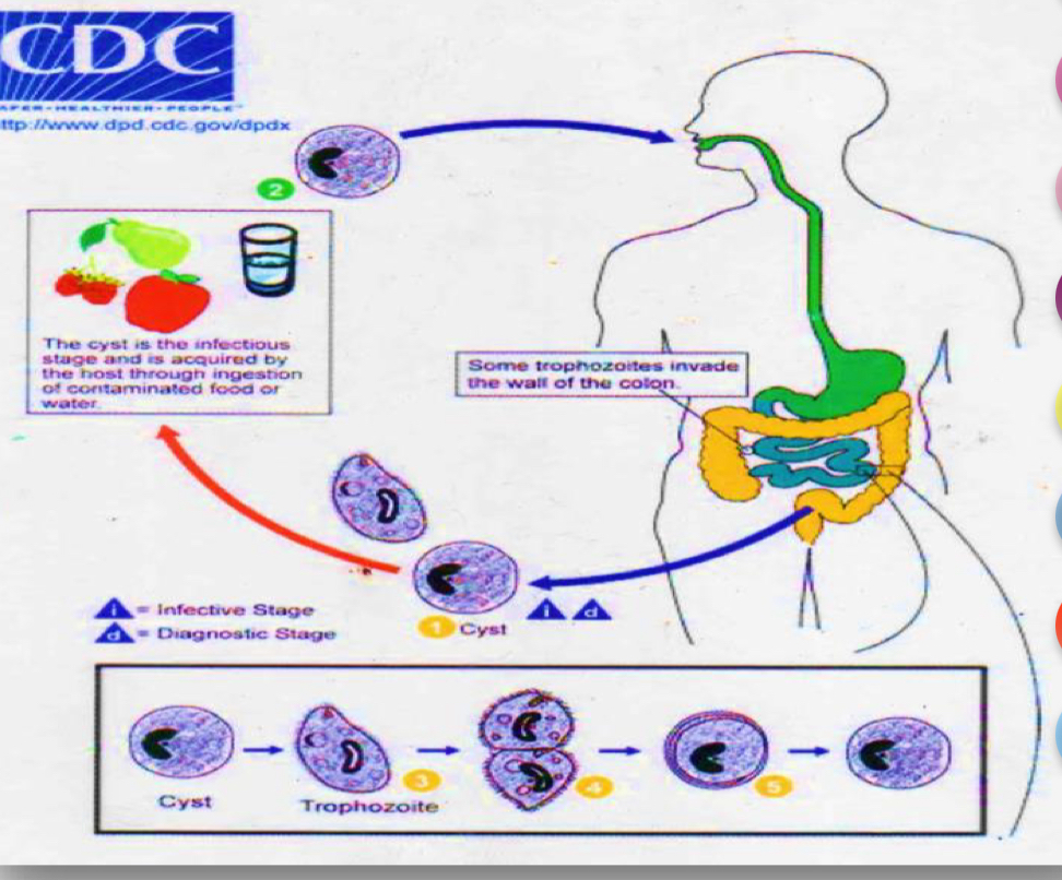 <p>Life cycle?</p>