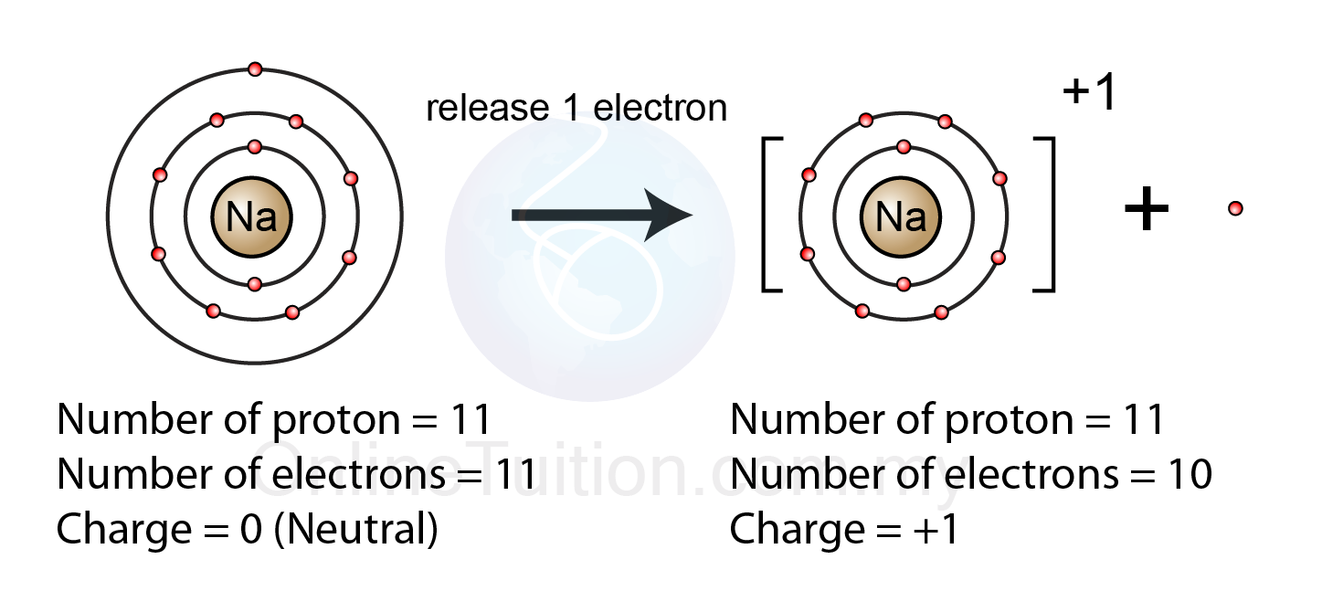 <ul><li><p>Cation</p><ul><li><p>Lose electrons</p></li><li><p>Positive charge</p></li><li><p>More protons than electrons</p></li></ul></li></ul><p></p>