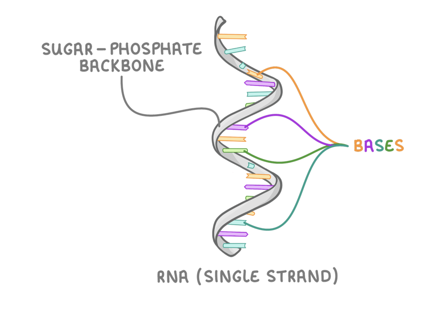 <p><span>Unlike DNA, RNA nucleotides contain the sugar ribose rather than deoxyribose. They also contain the base uracil in place of thymine (uracil pairs with adenine).</span></p><p><span>RNA is a&nbsp;single stranded&nbsp;molecule made up of just one polynucleotide strand. These strands are much&nbsp;shorter&nbsp;than DNA strands.</span></p>