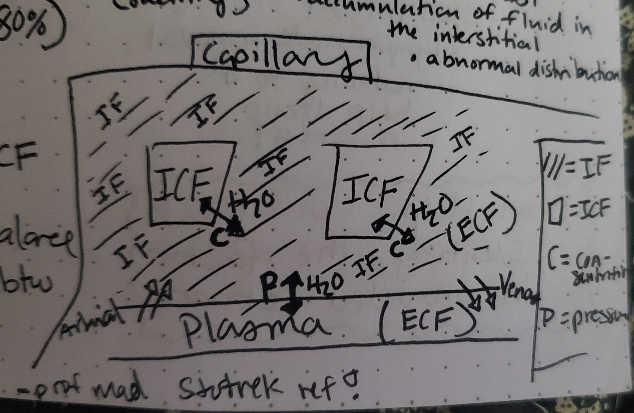 <p>Movement between ICF and ECF is due to concentration differences.</p>