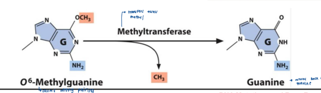 <p>• Alkylation can be reversed by_______________________</p><p>• In bacteria, _____breaks the bonds that</p><p>maintain pyrimidine dimers</p><p>• Thymine dimers can be <strong>repaired by photo-</strong></p><p><strong>reactivating enzymes</strong></p>