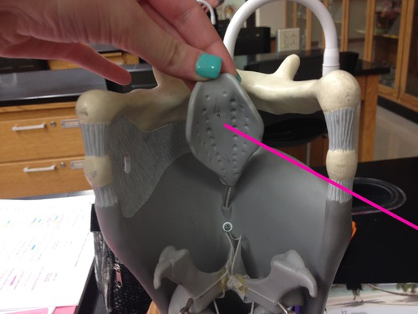 <p>flesh colored part; behind the hyoid bone</p>