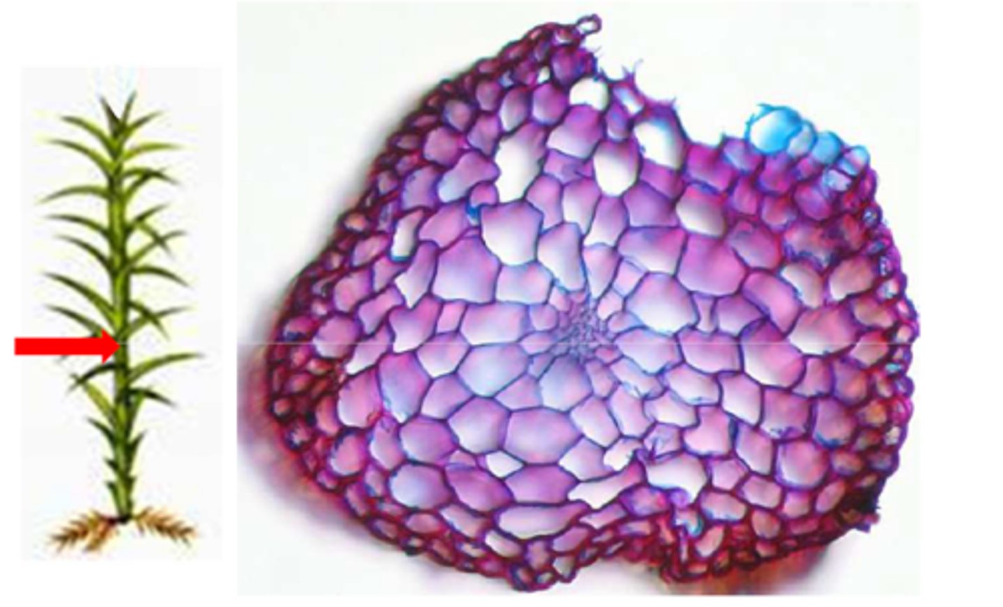 <p>-mimic true stems, are actually structurally or developmently different</p><p>-support plant transport nutrients</p><p>-red green and brown algae have</p>