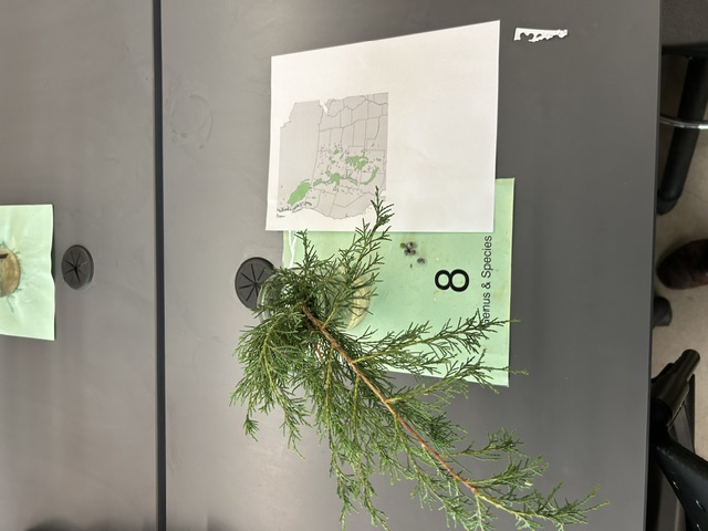 <p>Rocky Mountain juniper</p>