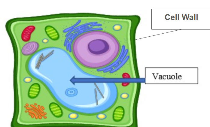 <p>Biomolecules:</p><ul><li><p>lipids + proteins</p></li><li><p>only eukaryotic, plant + animal cells</p></li></ul><p>Function:</p><ul><li><p>stores water, nutrients, and waste</p></li><li><p>plant cells: large and in center</p></li><li><p>animal cells: multiple smaller and only temporary space for waste + chemical reactions</p></li></ul><p></p>