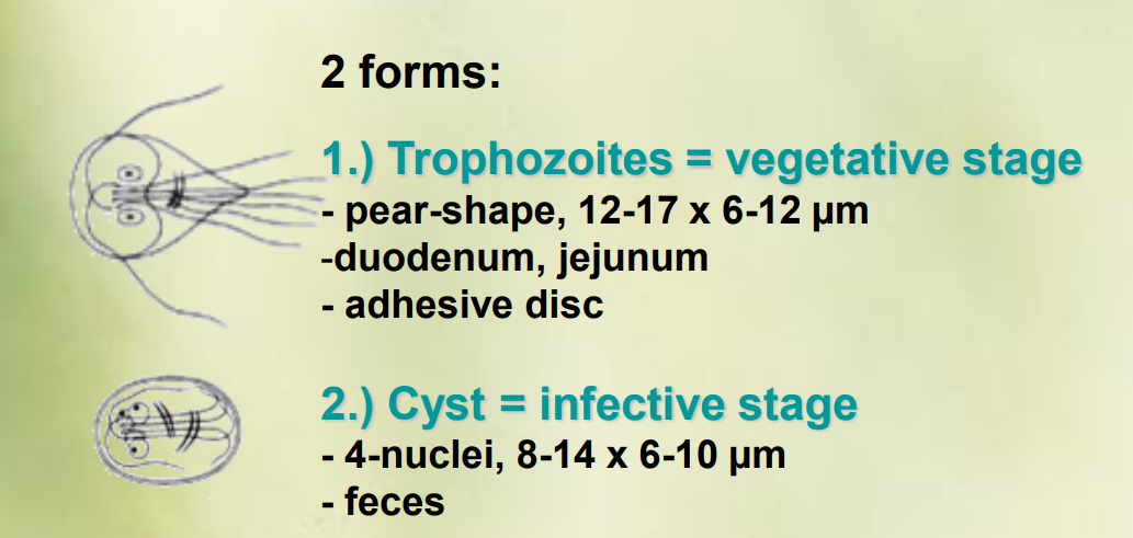 <ol><li><p><strong>Trophozoites = vegetative stage</strong></p><ul><li><p>pear-shape, 12-17-6-12 um</p></li><li><p>duodenum, jejunum</p></li><li><p>adhesive disc</p></li></ul></li><li><p><strong>cyst = infective stage</strong></p><ul><li><p>4-nuclei, 8-14 × 6-10 um</p></li><li><p>feces<br></p></li></ul></li></ol><p>The two forms are present in species of giardia, like giardia duodenalis, intestinalis, agilis and muris. </p>