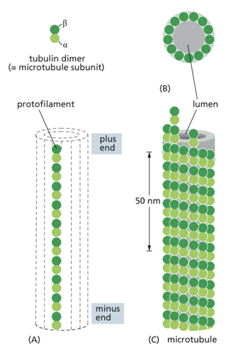 <ul><li><p>The largest cytoskeletal molecule</p></li><li><p>Act as “roads” for motor proteins</p></li><li><p>They stem from the centromere</p></li><li><p><span style="background-color: transparent;"><span>They are made of dimers that form filaments, and then tubes. Dimers are made of two subunits called alpha and beta tubulins. Dimers are asymmetrical</span></span></p></li><li><p><span style="background-color: transparent;"><span>Tubulin molecules are g-proteins. They are active when they are bound to GTP. They are inactive and likely to collapse when bound to GDP</span></span></p></li><li><p><span style="background-color: transparent;"><span>There is a + and - end of filaments, but this has nothing to do with the molecules charge. The + end is the beta end, the - end is the alpha end.</span></span></p></li><li><p><span style="background-color: transparent;"><span>They are organized at their negative end by </span><u><span>microtubule organizing centers (MTOCs)</span></u></span></p></li></ul><p></p>