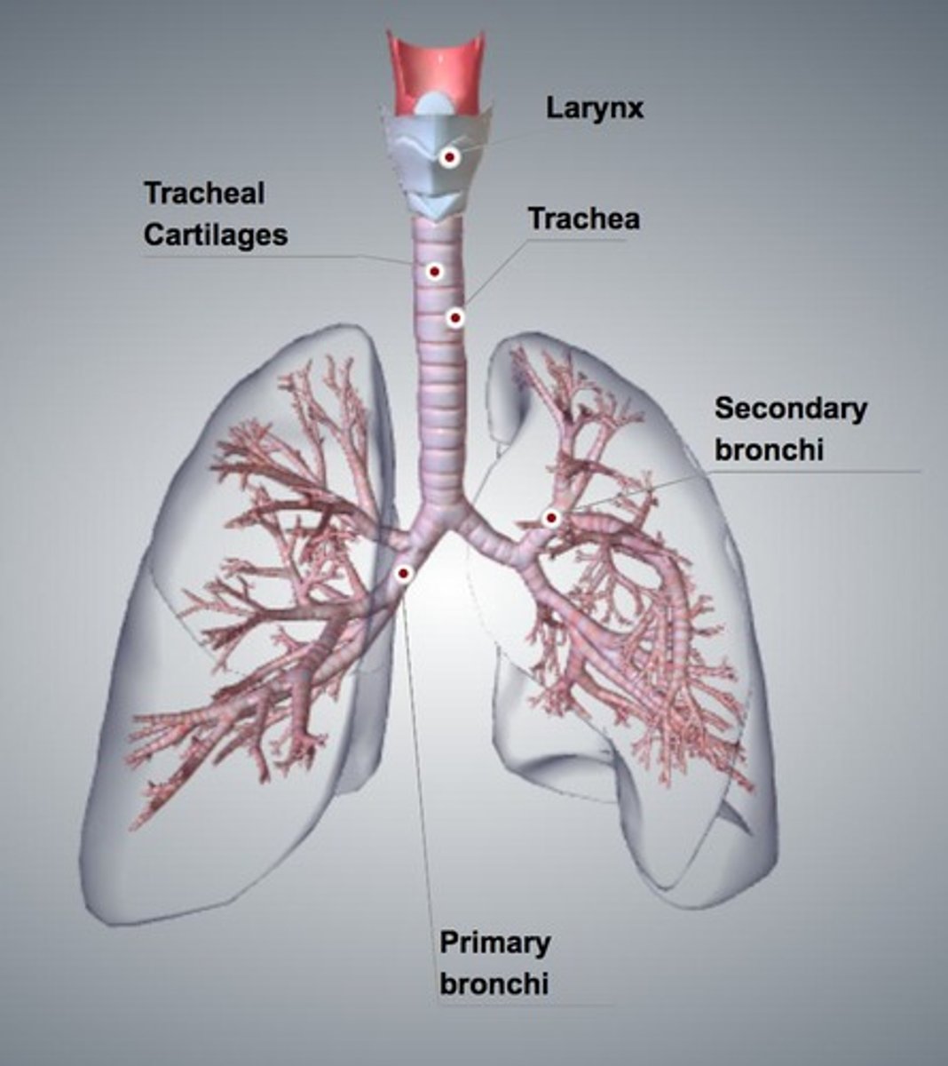 <p>Contains vocal cords; directs air into trachea.</p>