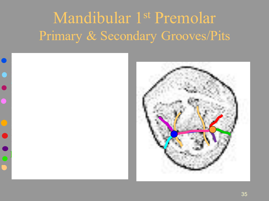 <p>From the picture shown, label the structures of the Mandibular 1st Premolar of the Occlusal View respectively.</p><ul><li><p><span style="color: blue">1 =</span></p></li><li><p>2 (Burgundy) =</p></li><li><p>3 (Light Blue) =</p></li><li><p>4 (Pink) =</p></li><li><p>5 (Orange) =</p></li><li><p><span style="color: red">6 =</span></p></li><li><p><span style="color: purple">7 =</span></p></li><li><p><span style="color: green">8 =</span></p></li><li><p><span style="color: yellow">9 =</span></p></li></ul>