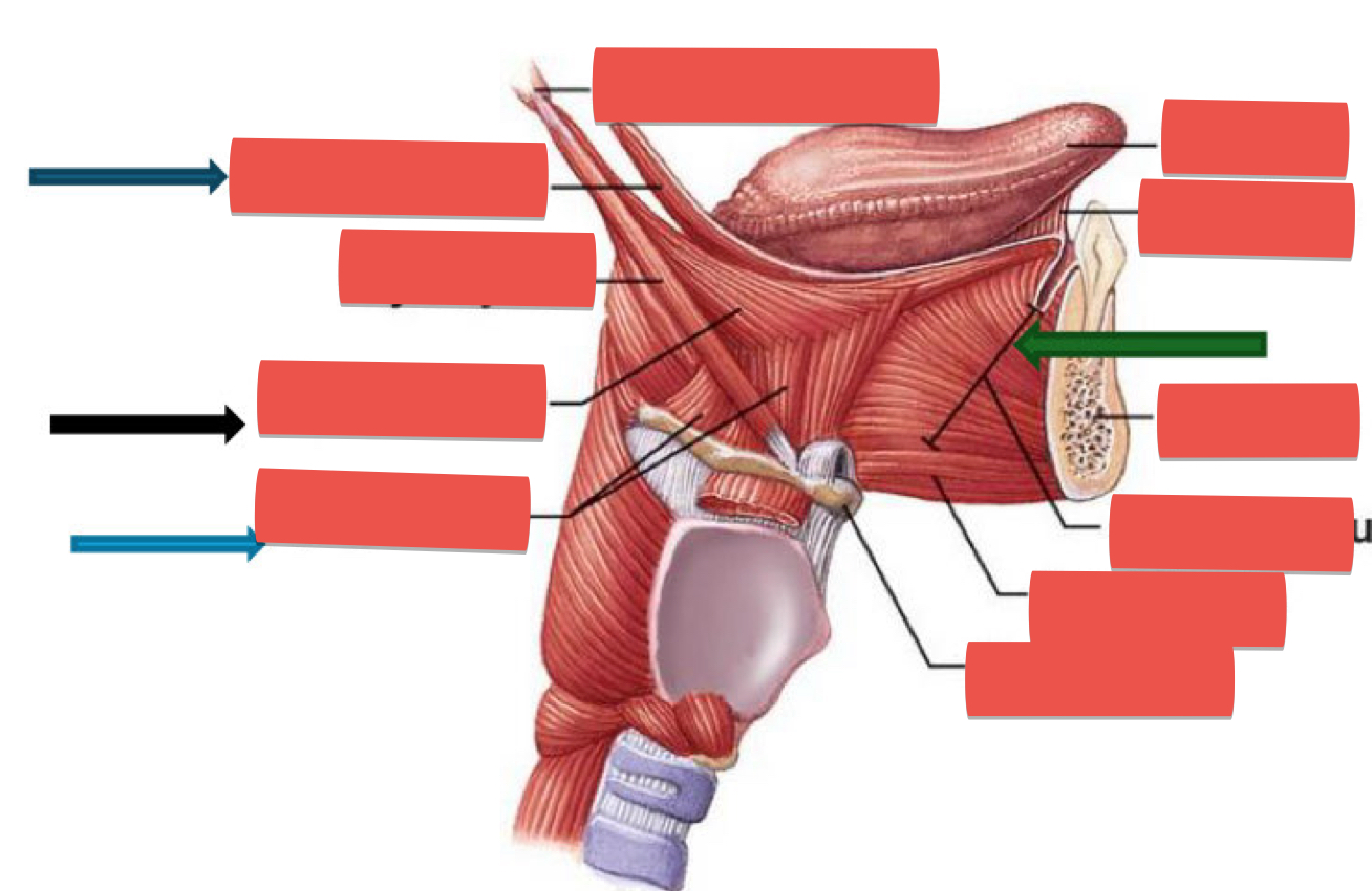 <p>List the four extrinsic muscles of the tongue</p>