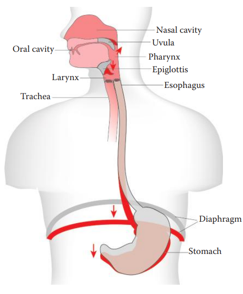 Act of vomiting. The contraction of the diaphragm and the stomach during the phase of vomiting is shown (in red).
