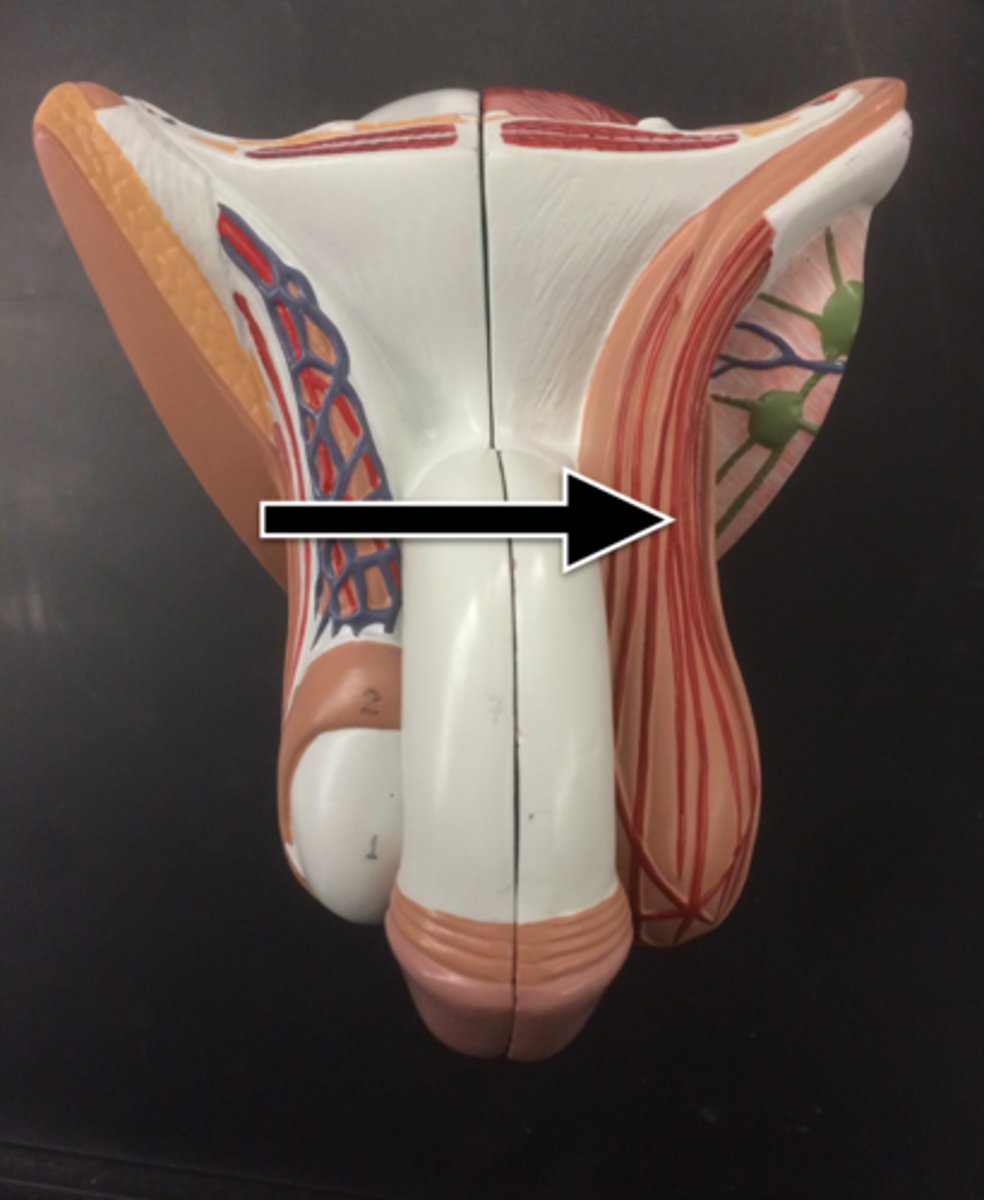 <p>Fx: elevates or suspends testes to control temp</p>
