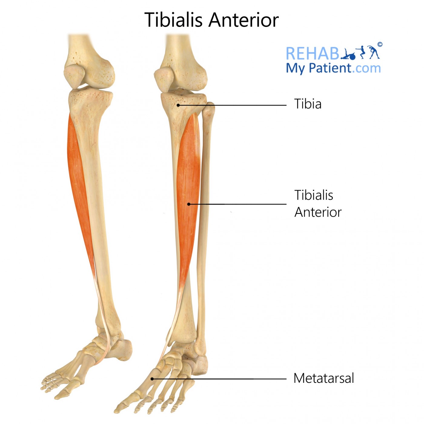 <p>Tibialis Anterior Origin</p>