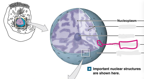 <p>The Nuclear Envelope</p>
