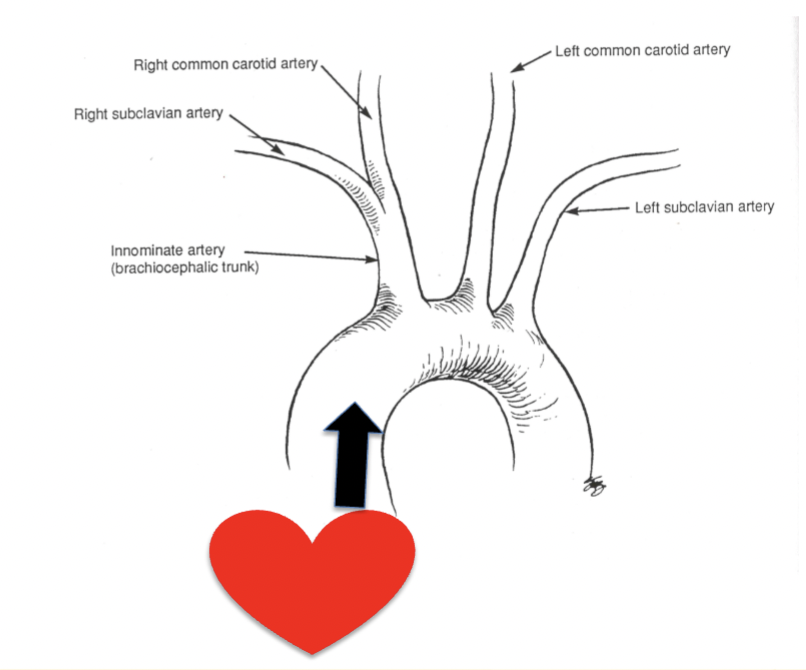 <p>What is being shown in this image, label the parts of this. </p><p>( also, draw out this image with all parts labeled) </p>