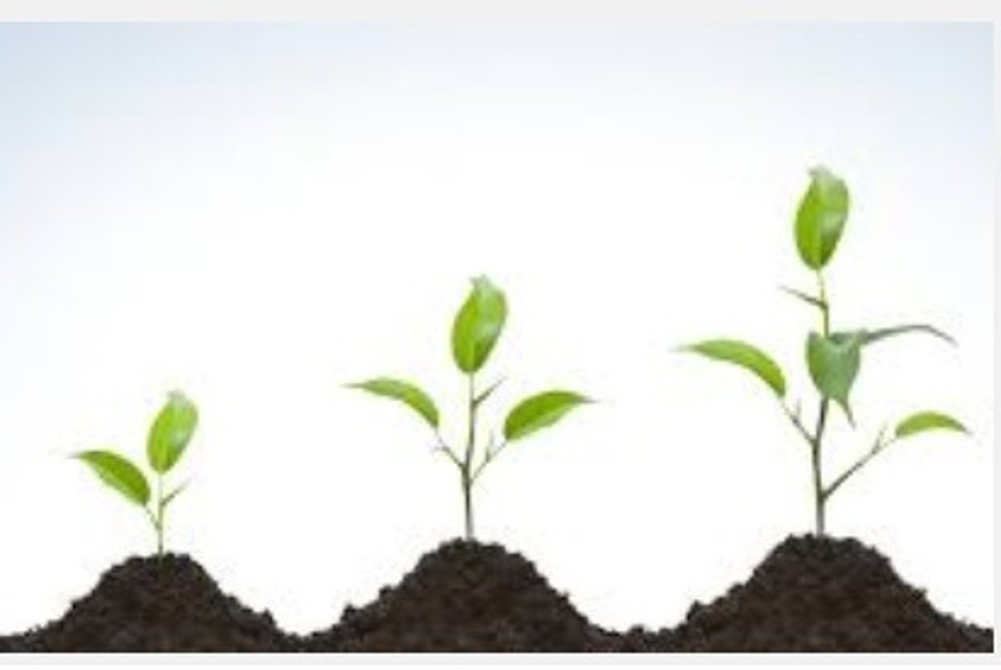 <p>せいちょう</p><p>trưởng thành, sinh trưởng</p><p>けいざいが成長した。</p><p>Kinh tế phát triển.</p>