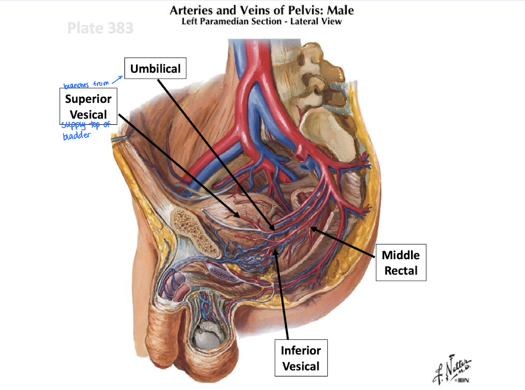 <p>Superior vesical (umbilical)</p><p>obturator</p><p>inferior vesical</p><p>uterine and vaginal (female)</p><p>middle rectal</p><p> internal pudendal</p>