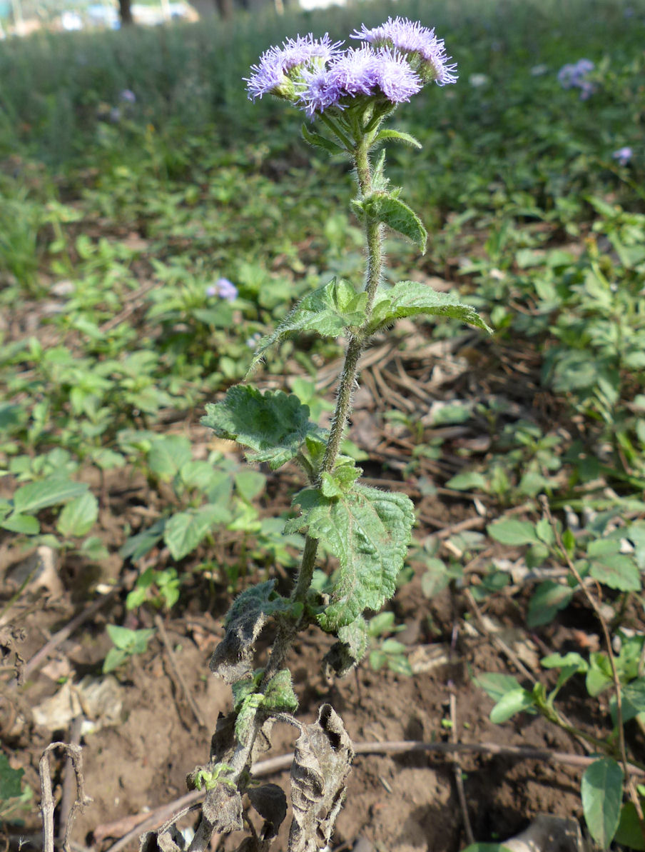 <p>Sinitähtönen</p>