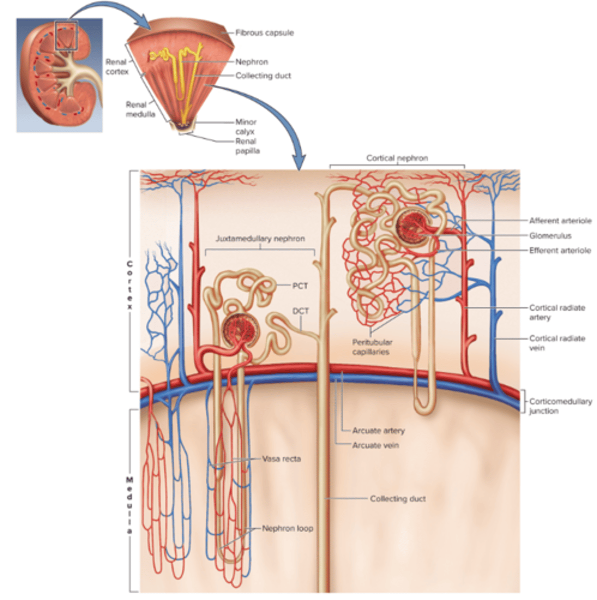 <p>Afferent arteriole</p><p>Glomerulus</p><p>Bowman's capsule</p><p>Proximal convoluted tubule</p><p>Loop of Henle</p><p>Distal convoluted tubule</p><p>Collecting duct</p>