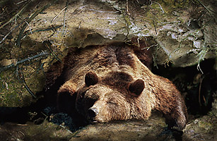 <p>An organism goes dormant for a long period of time to escape cold temperatures example: bears, chipmunks, frogs</p>