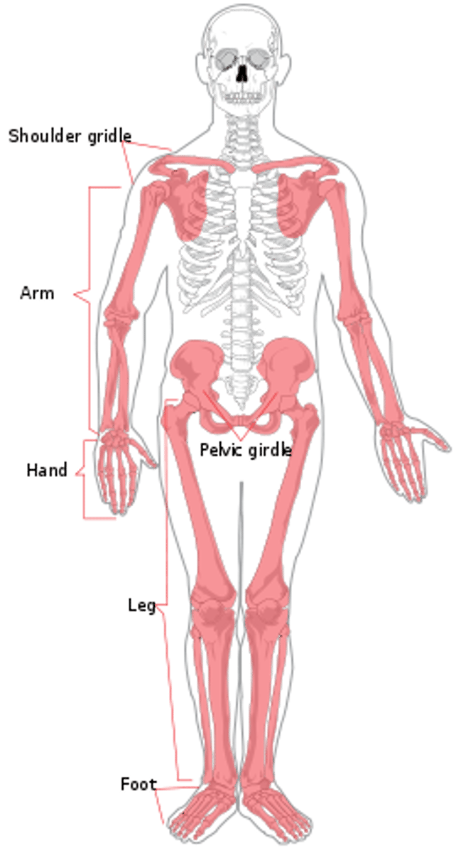 <p>provides internal support and positioning of the limbs; supports and moves axial skeleton</p>