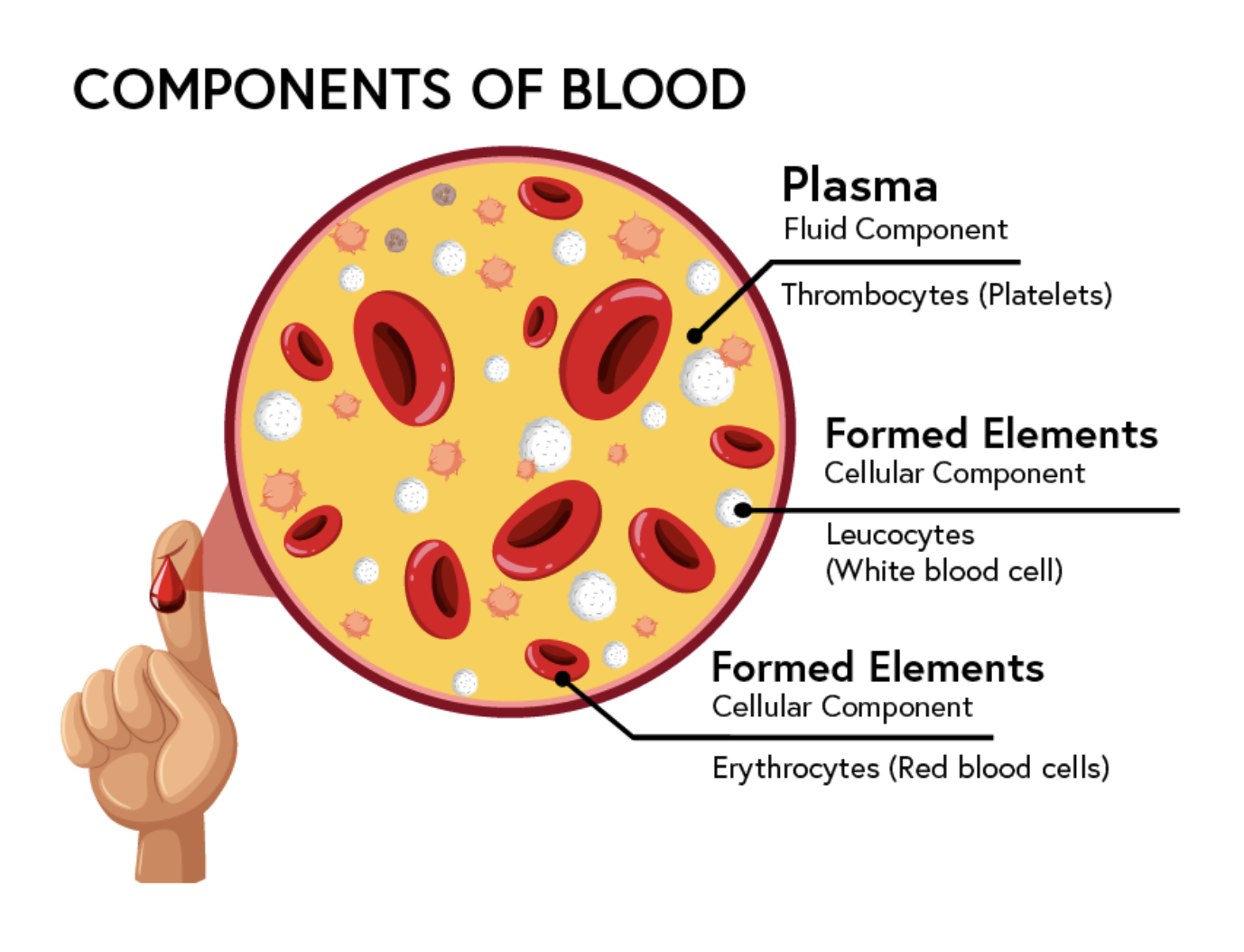 <p>Plasma (Fluid) - majority of the body</p><p>Thrombocytes (Platelets) - clots</p><p>Leucocytes (White blood cells) - give immunity</p><p>Erythrocytes (Red blood cells) - transport O<sub>2 </sub>and CO<sub>2</sub></p>