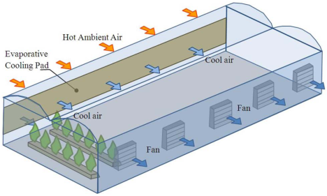 Fans push cool air into the greenhouse so warm air rises and exits through ridge vents