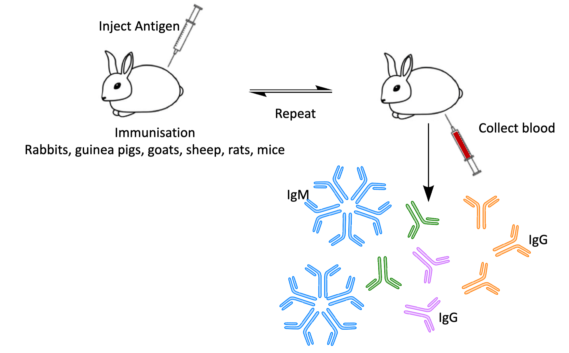 <p>How are polyclonal antibodies made?</p>