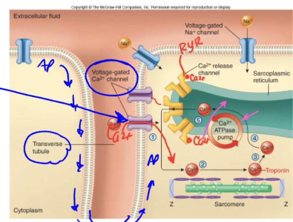 <p>B. AP arrives → L-type Ca²⁺ channels open → Ca²⁺ influx triggers CICR via RyRs → More Ca²⁺ is released from SR → Ca²⁺ is removed → Relaxation</p>