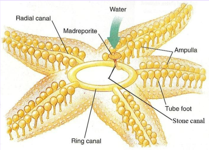<p><span>Phylum Echinodermata – Sea Star</span><br><span>Water Vascular System: Used for locomotion, circulation, food/waste transport</span></p>