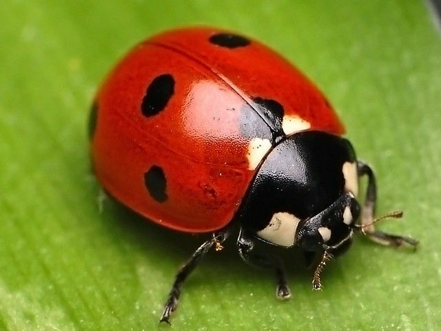<p>Ladybug</p>