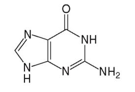 <p>[Identify the Purine Base Structure]</p>
