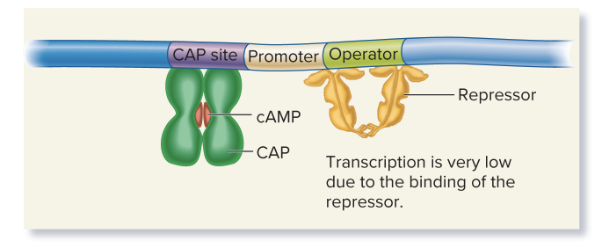 <p><strong>Low transcription</strong>: cAMP is still high, but the repressor remains active and blocks transcription (of lacZ, lacY, and lacA for lactose metabolization) at the operator, even though CAP is present.</p><ul><li><p><strong>Glucose levels</strong> are a key factor in determining cAMP levels. When <strong>glucose is absent</strong>, <strong>adenylyl cyclase</strong> (the enzyme that produces cAMP) is not inhibited, leading to <strong>high cAMP</strong> production</p></li><li><p><strong>transcription is low</strong> because the <strong>lac repressor</strong> is still <strong>active</strong> (since lactose is absent, and thus there's no <strong>allolactose</strong> to inactivate the repressor). The repressor binds to the <strong>operator</strong>, blocking RNA polymerase and preventing transcription</p></li></ul><p></p>