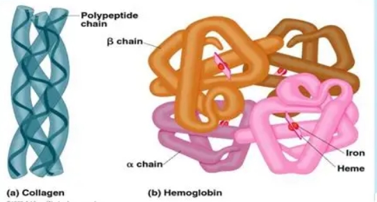 <p>What is quaternary structure?</p>