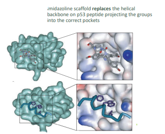 <ul><li><p>one bromophenyl group sits deeply in the Try23 pocket, other occupies Leu26</p></li><li><p>Ethyl ether side chain is directed towards Phe19</p></li><li><p>scaffold replaes the helical backbone on P53 projecting the groups into correct pockets</p></li></ul>
