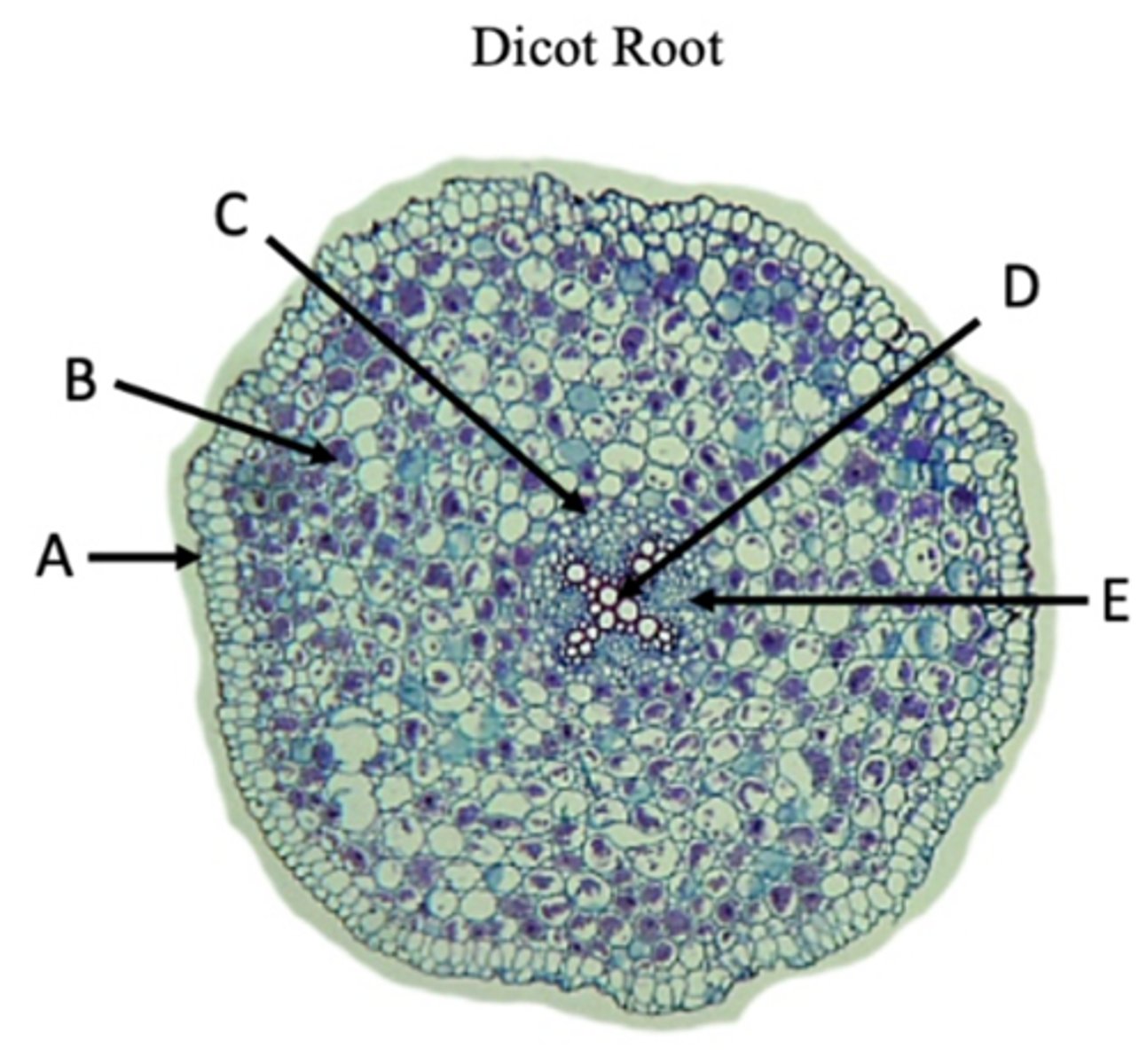 <p>C?</p>