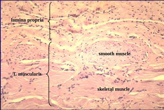 <p>T. muscularis of canine pelvic urethra. </p><p>The tunica muscularis contains smooth muscle in the inner layer and striated muscle in the outer layer</p><p></p>