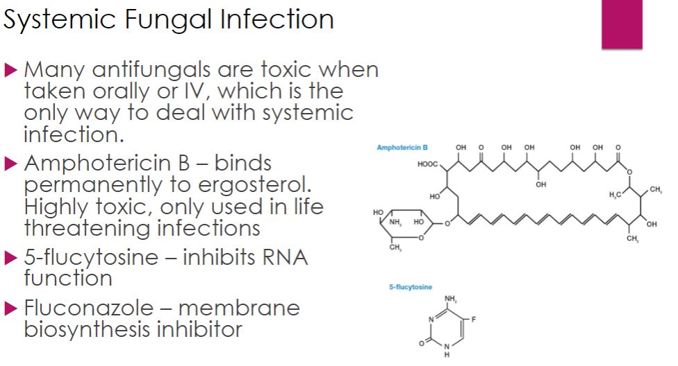 <p>Systemic fungal infection</p>