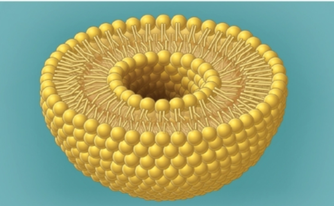<p>Polar heads and nonpolar tails of lipids associate with one another in a bilayer</p>