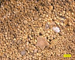 <p>more than 0.5 mm in diameter.</p>