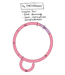 <p>G2 checkpoint</p>