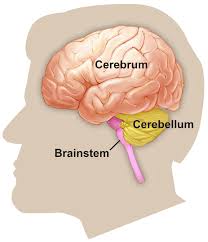 <p>Brain Stem</p>