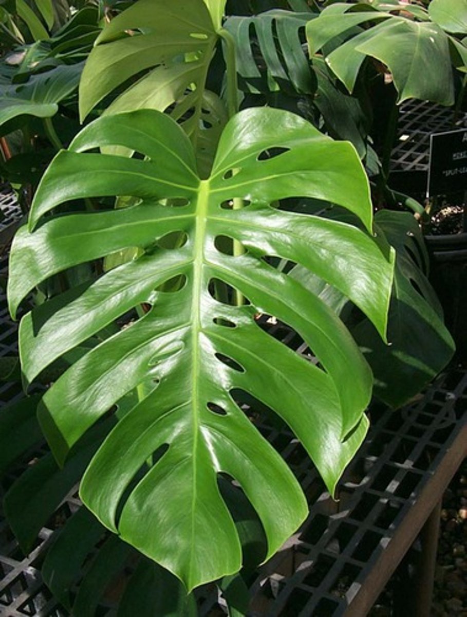 <p>Leaves are solid green</p><p>Deep "cuts" start almost at the midrib and move to edge of the leaf</p><p>Actually grows out as a vine</p>