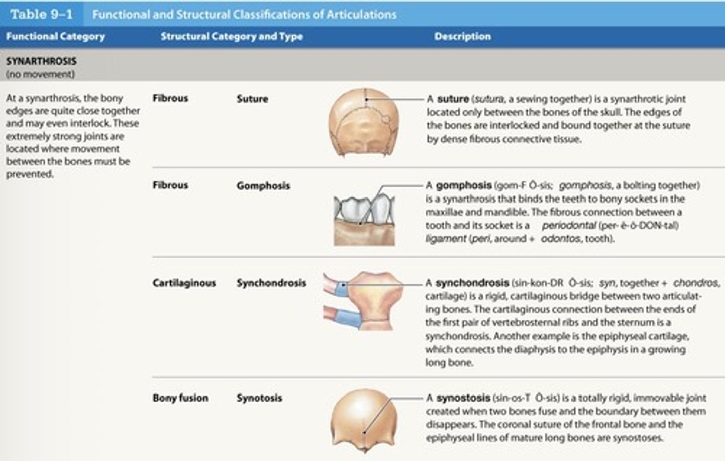 <p>suture, gomphosis, synchondrosis, synostosis</p>