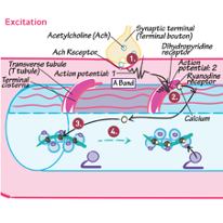 <p>Referring to series of events that link the action potential (excitation) of the muscle cell membrane (the sarcolemma) to muscular contraction</p>