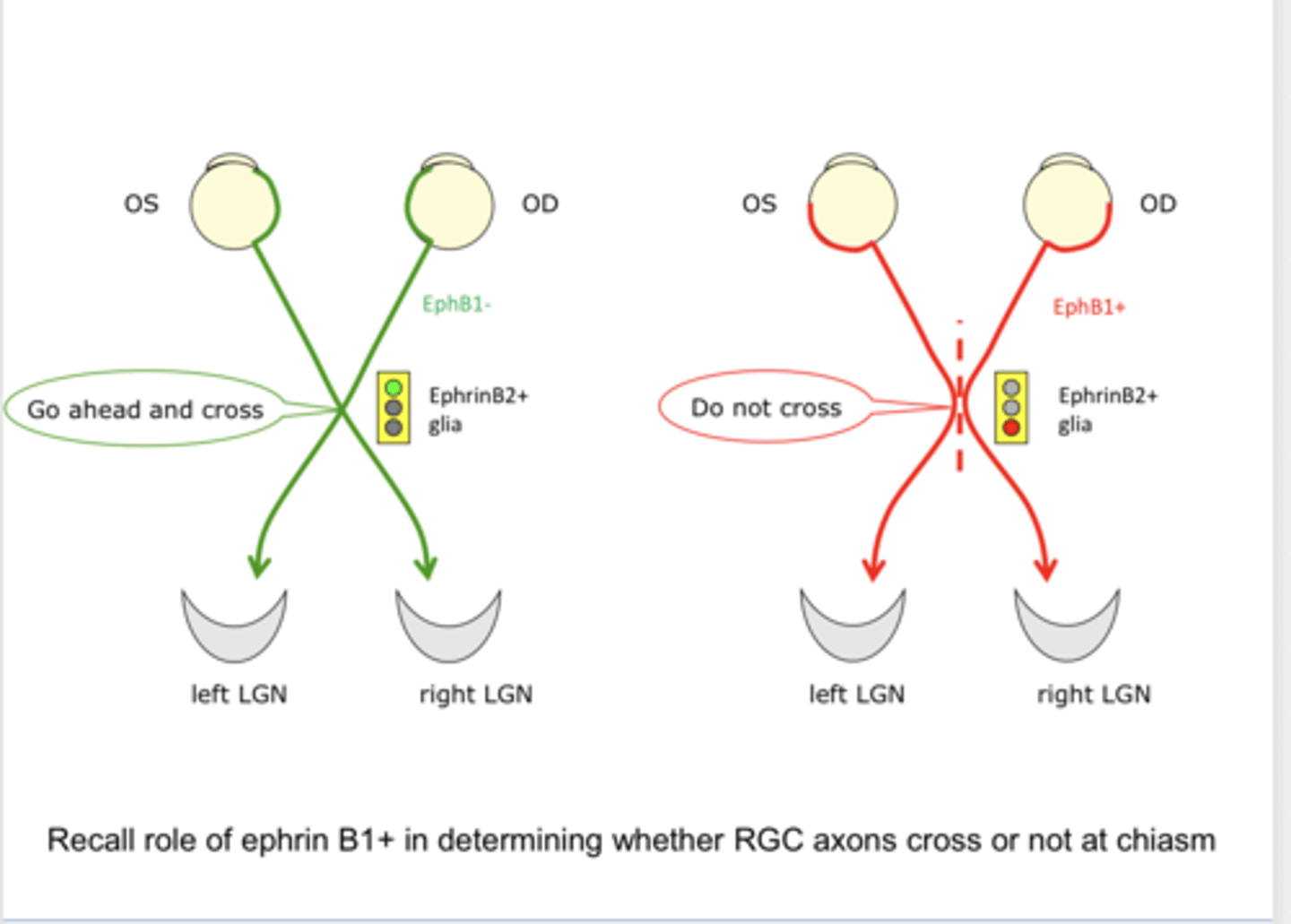 <p>Role of EphrinB1 in Determining Whether RGCs Cross or Not at the Chiasm (Pic)</p>