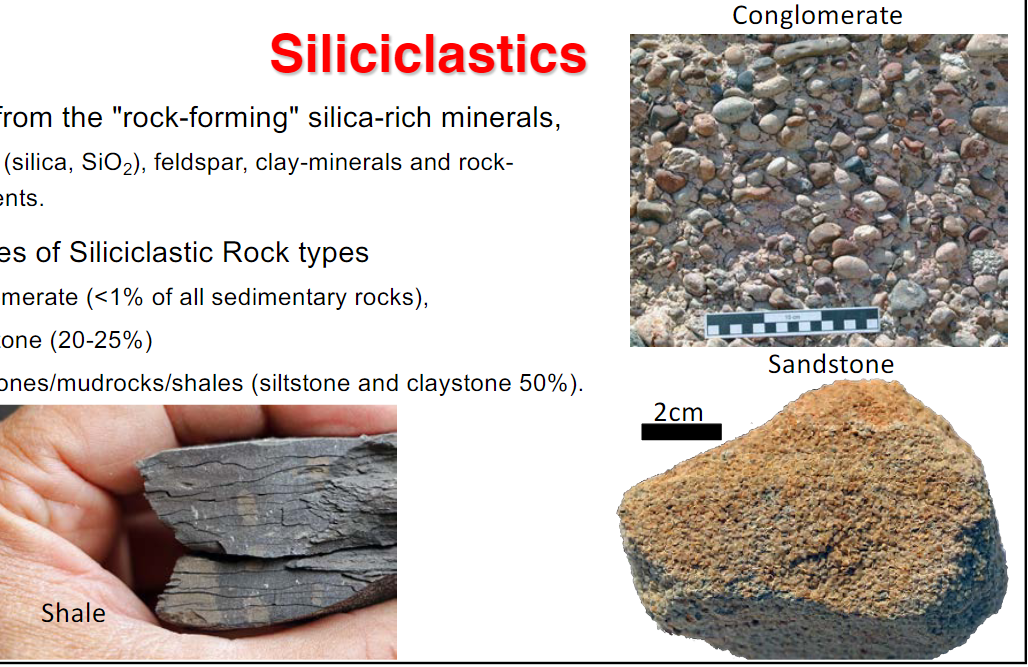 <ul><li><p>conglomerate (&lt;1% of all sedimentary rocks)</p></li><li><p>sandstone (20-25%)</p></li><li><p>mudstones/mudrocks/shales (siltstones and claystones 50%)</p></li></ul>